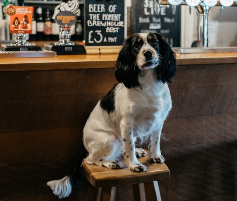 Dog Friendly Pubsm cafes and restaurants near Hawthorn Farm, Kent