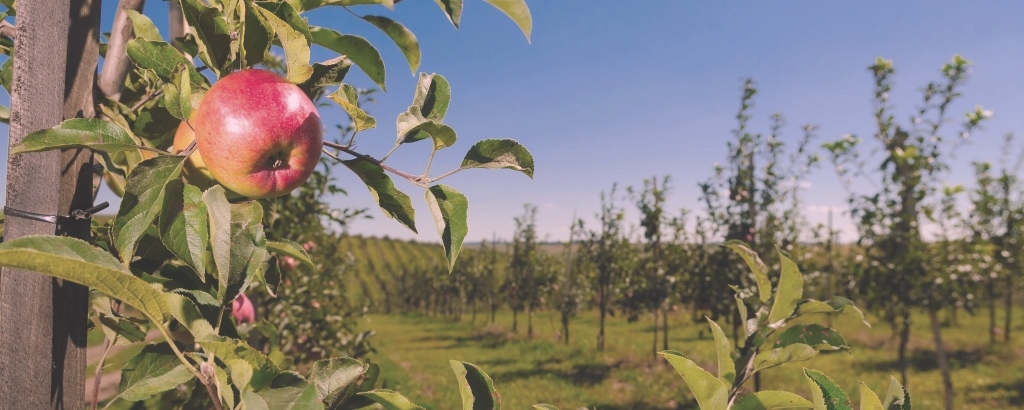 Nestled amongst Kent's beautiful orchards